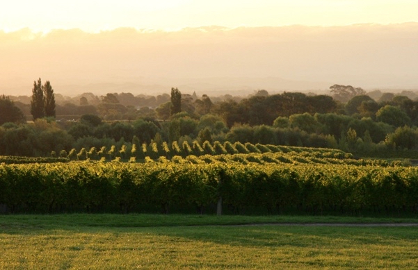 Hawke’s Bay vineyard in evening light